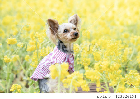 菜の花畑とヨークシャテリア 123926151