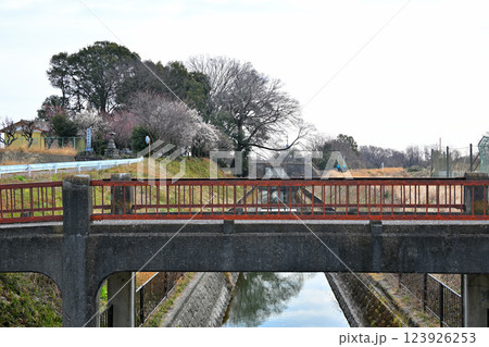 梅の咲くころ 菅沼天神社 大里用水 深谷市 梅の咲くころ 菅沼天神社 大里用水 深谷市 123926253