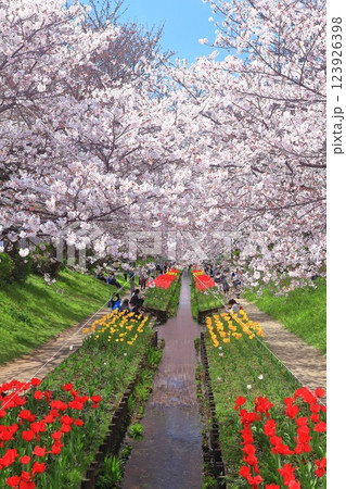 【神奈川県】江川せせらぎ緑道の桜とチューリップの競演 【神奈川県】江川せせらぎ緑道の桜とチューリップの競演 123926398