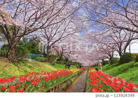 【神奈川県】江川せせらぎ緑道の桜とチューリップの競演 【神奈川県】江川せせらぎ緑道の桜とチューリップの競演 123926399