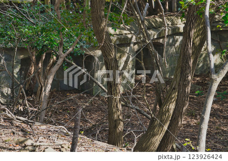 青空に映える梅の花 おのころ島　生石公園 123926424