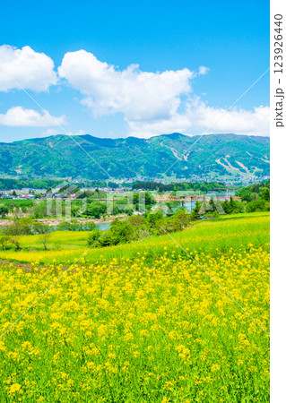 飯山市・菜の花公園（春） 123926440