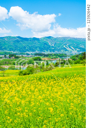 飯山市・菜の花公園（春） 123926442