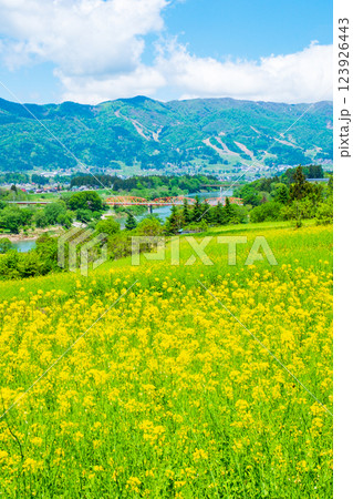 飯山市・菜の花公園(春) 飯山市・菜の花公園(春) 123926443