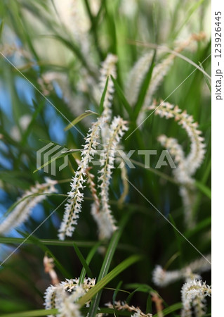 デンドロキラム グルマセウムの花 123926445