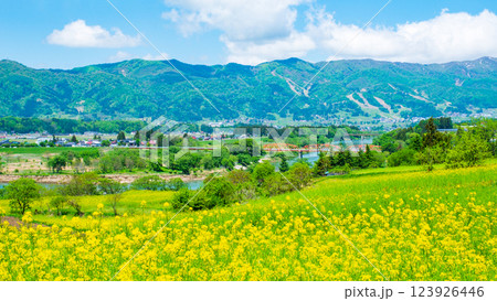 飯山市・菜の花公園(春) 飯山市・菜の花公園(春) 123926446