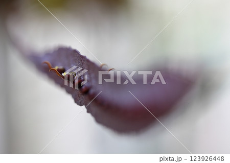 バルボフィラム・マキシマムの花 123926448