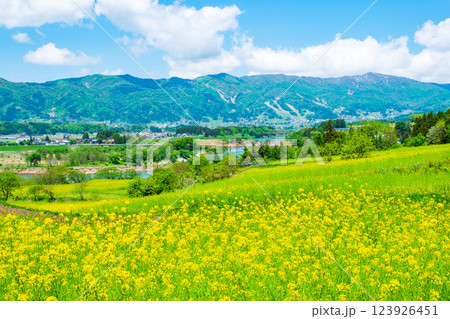 飯山市・菜の花公園（春） 123926451