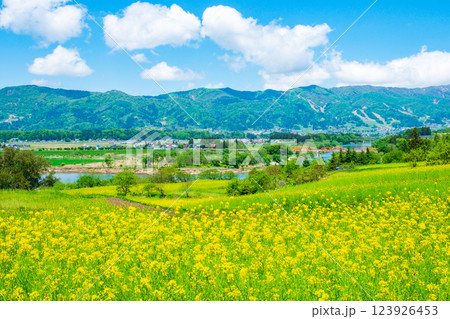 飯山市・菜の花公園(春) 飯山市・菜の花公園(春) 123926453