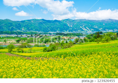 飯山市・菜の花公園（春） 123926455