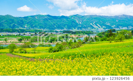 飯山市・菜の花公園(春) 飯山市・菜の花公園(春) 123926456
