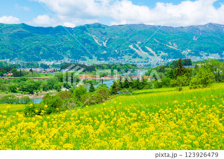 飯山市・菜の花公園（春） 123926479