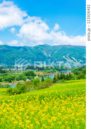 飯山市・菜の花公園（春） 123926481