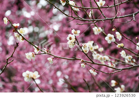 早春の梅の花 早春の梅の花 123926530
