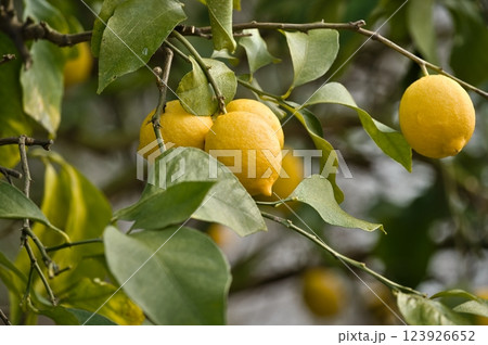 宇和島の鮮やかなレモンの木 123926652