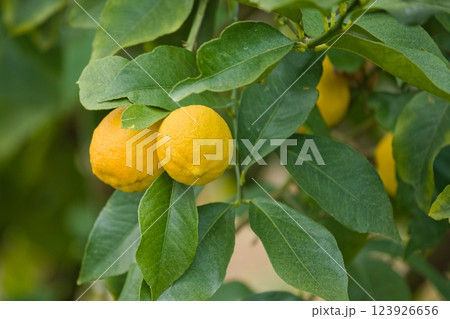 宇和島の鮮やかなレモンの木 123926656