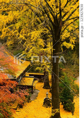 黄色に色づくイチョウの大木と古寺 123927630