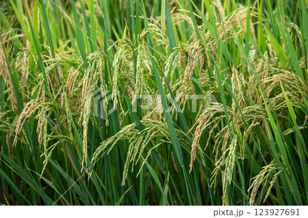 Rice paddy field in rural Thailand. Thailand has a strong tradition of rice production. It has the fifth largest amount of rice cultivation in the world. 123927691