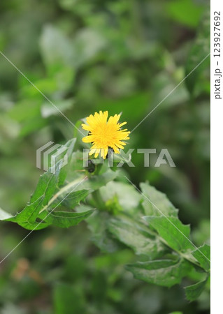 野芥子(ノゲシ)の花 野芥子(ノゲシ)の花 123927692