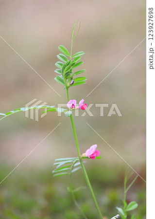 烏野豌豆（カラスノエンドウ）or 矢筈豌豆（ヤハズエンドウ） 123927698