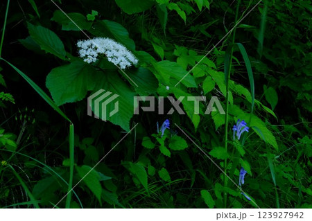ガマズミと丘タツナミソウの花咲く　【相模原市津久井　5月】 123927942