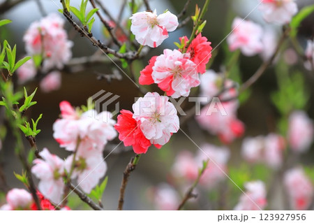 紅白二色の桃 紅白二色の桃 123927956