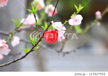 紅白二色の桃 紅白二色の桃 123927958