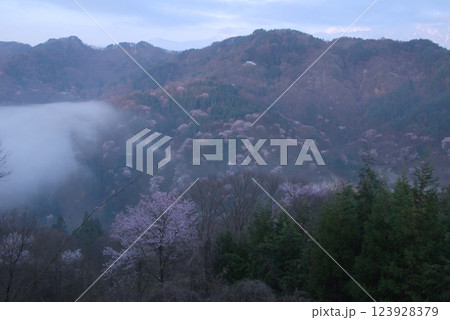 "Yamazakura" in early spring / 山桜が咲き乱れる山里 (信州・桜仙峡) 123928379