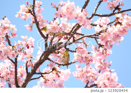 桜の木と二羽のメジロ 123928454