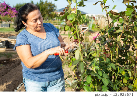 Mature woman cutting rosebush in garden 123928671