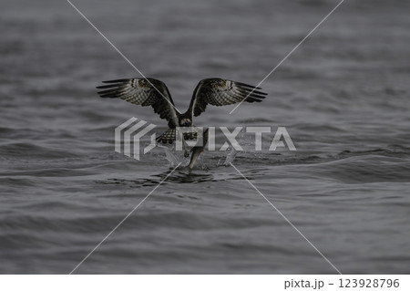 獲物を捕獲しているミサゴ 123928796