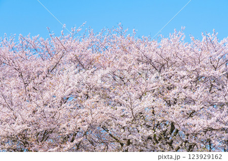 満開の桜 123929162
