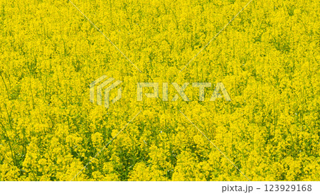 菜の花畑 123929168