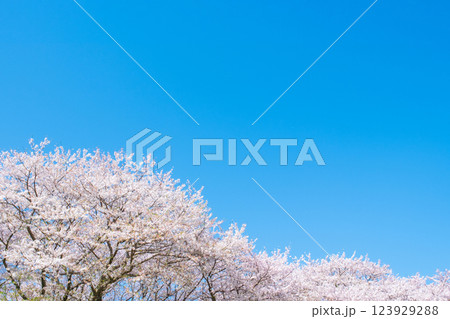 満開の桜と青空 123929288