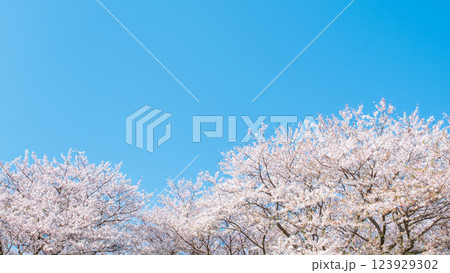 満開の桜と青空 満開の桜と青空 123929302