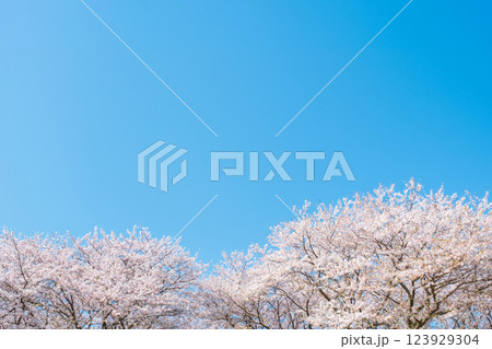 満開の桜と青空 123929304
