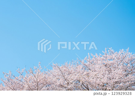 満開の桜と青空 123929328
