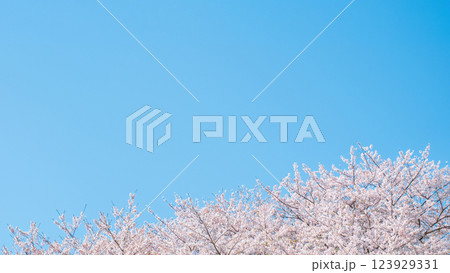 満開の桜と青空 満開の桜と青空 123929331