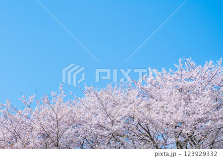 満開の桜と青空 満開の桜と青空 123929332