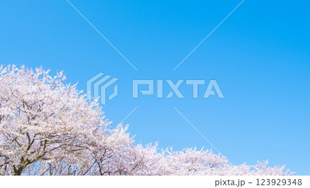 満開の桜と青空 123929348