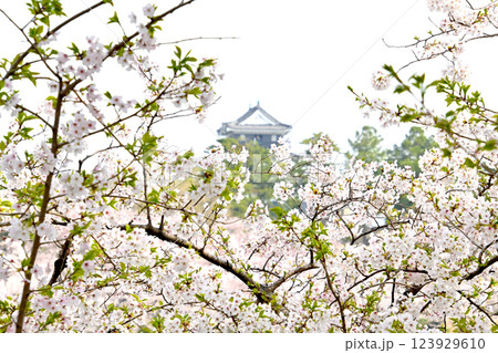 美しい桜と岡崎城 123929610