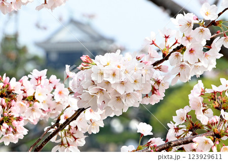 美しい桜と岡崎城 美しい桜と岡崎城 123929611
