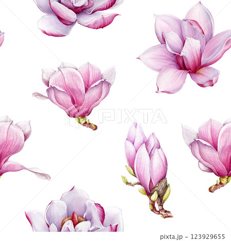 Magnolia pink flowers seamless pattern vintage style watercolor illustration. Hand drawn spring tender blossoms on white background. Magnolia flowers seamless pattern floral decor element. 123929655