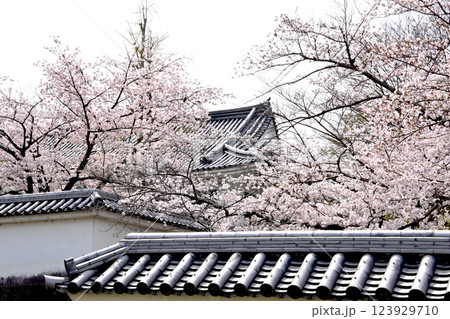 桜満開の三河武士のやかた家康館 123929710