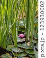 Water lily flowers blooming in a pond 123930002