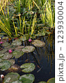 Water lily flowers blooming in a pond 123930004