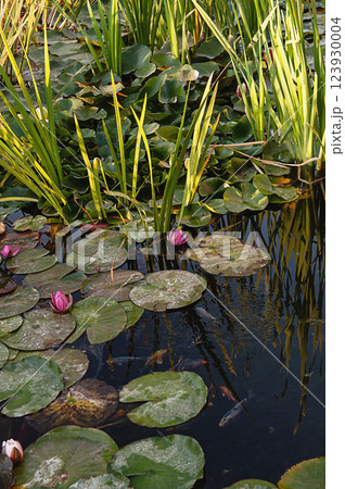 Water lily flowers blooming in a pond 123930004