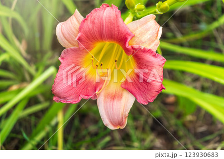 Close up of a pink daylily flower in bloom Close up of a pink daylily flower in bloom 123930683