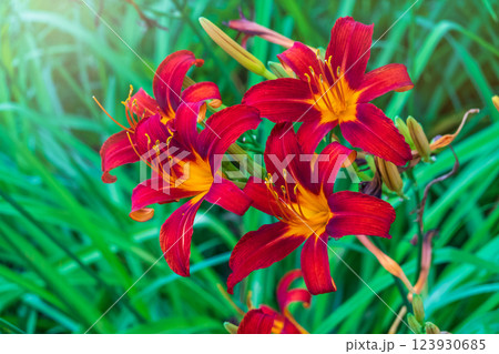 Close up of a single orange day lily, Hemerocallis fulva, in full bloom. 123930685