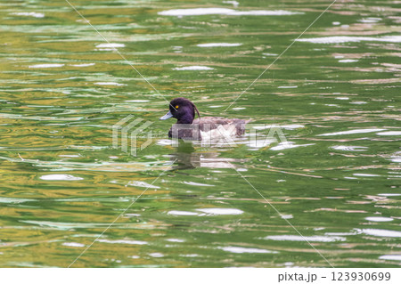 Male tufted duck, Aythya fuligula, swim in the pond Male tufted duck, Aythya fuligula, swim in the pond 123930699